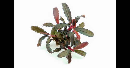 Bucephalandra sp. red scorpio